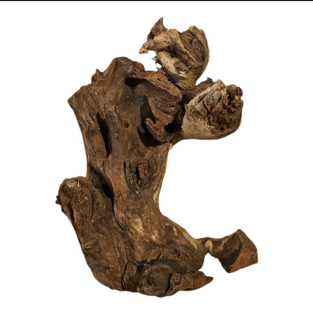 Shenmu Wurzel Nr.710