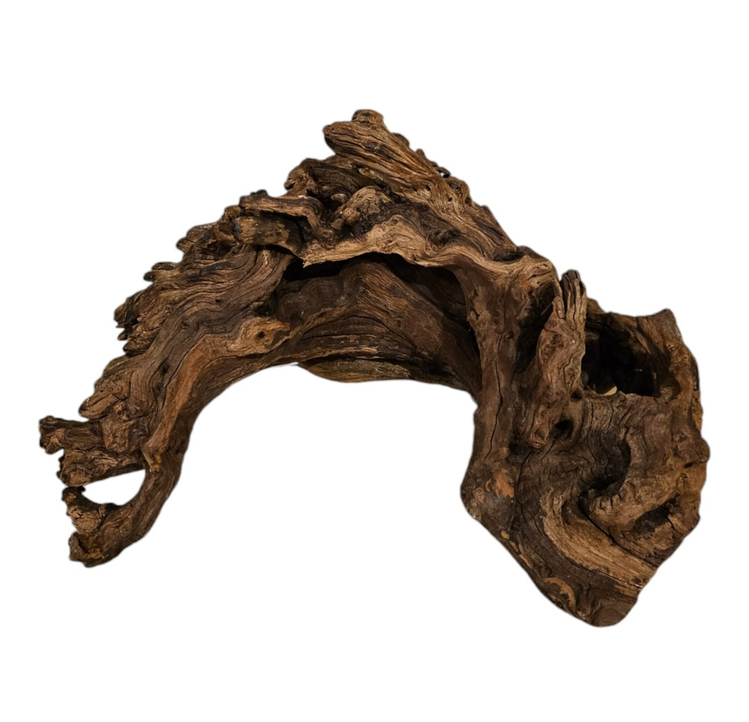 Shenmu Wurzel Nr.711