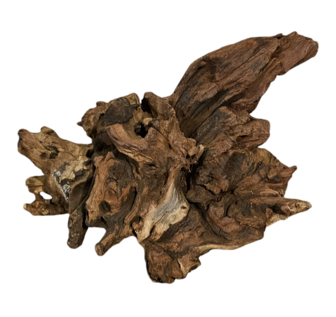 Shenmu Wurzel Nr.712