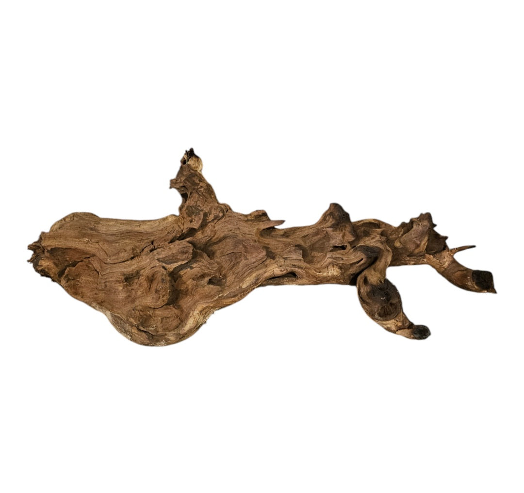 Shenmu Wurzel Nr.713