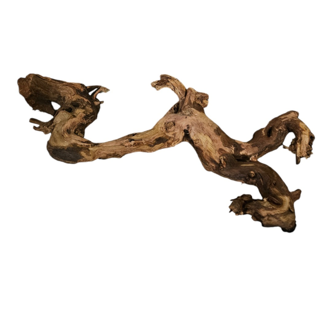 Shenmu Wurzel Nr.714