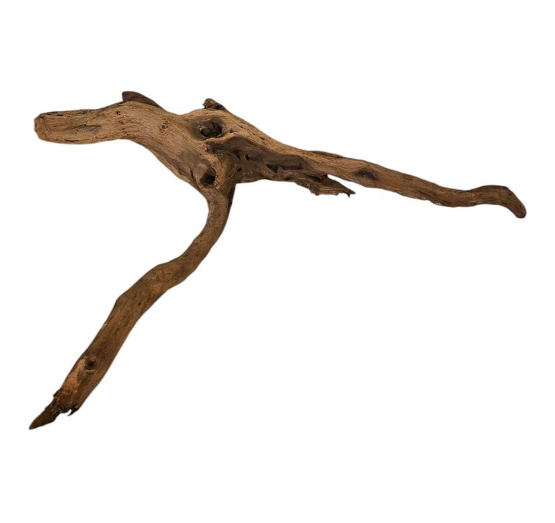 Shenmu Wurzel Nr.715