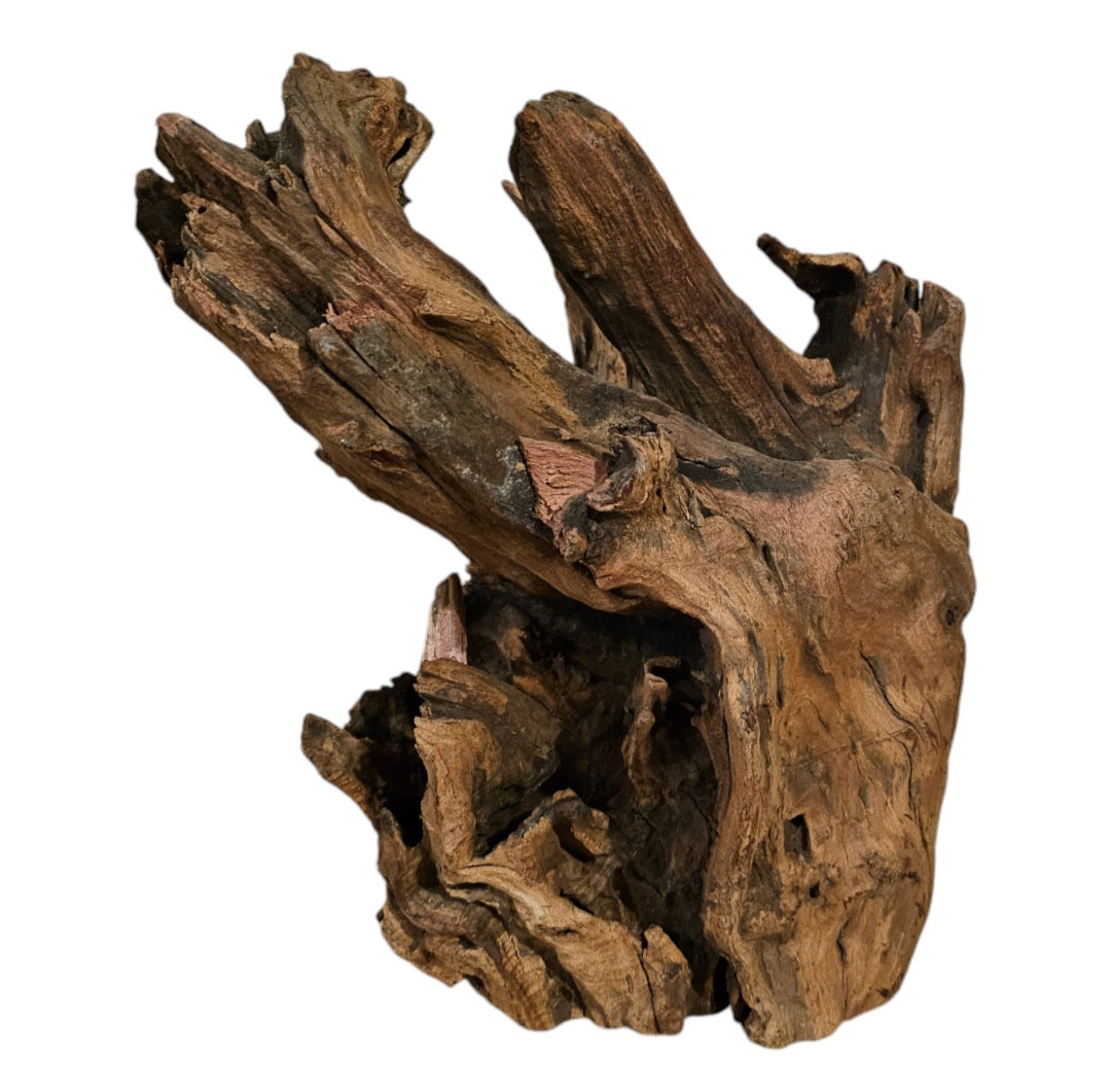 Shenmu Wurzel Nr.718