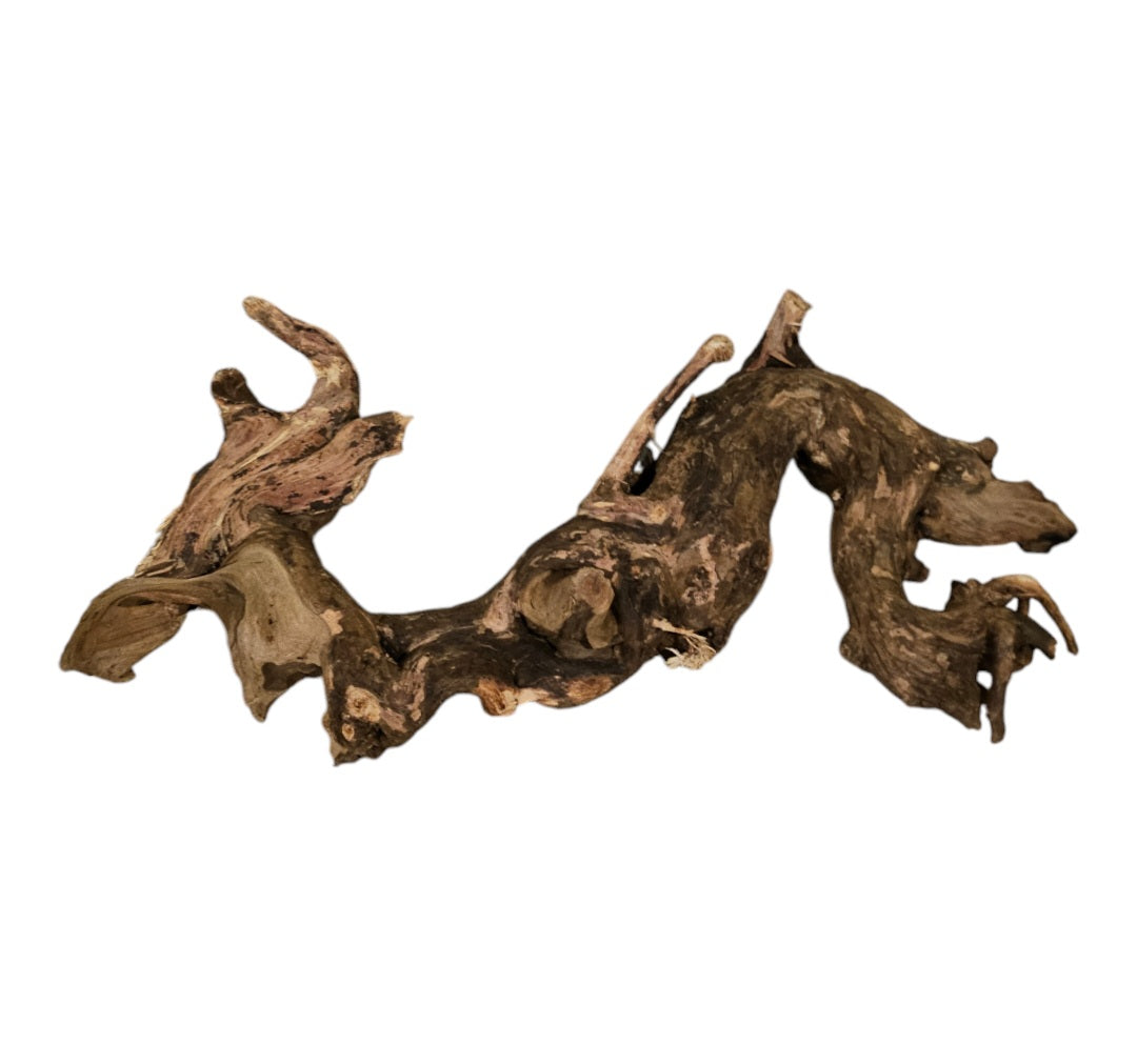 Shenmu Wurzel Nr.719