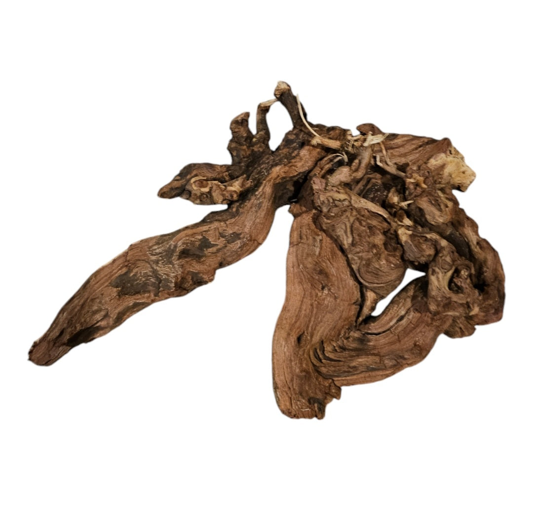 Shenmu Wurzel Nr.721