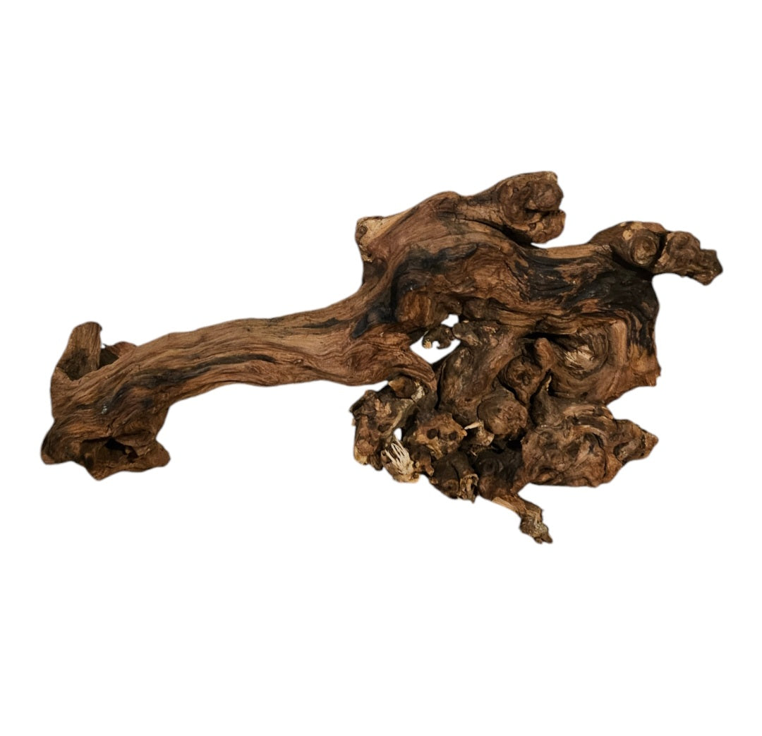 Shenmu Wurzel Nr.723