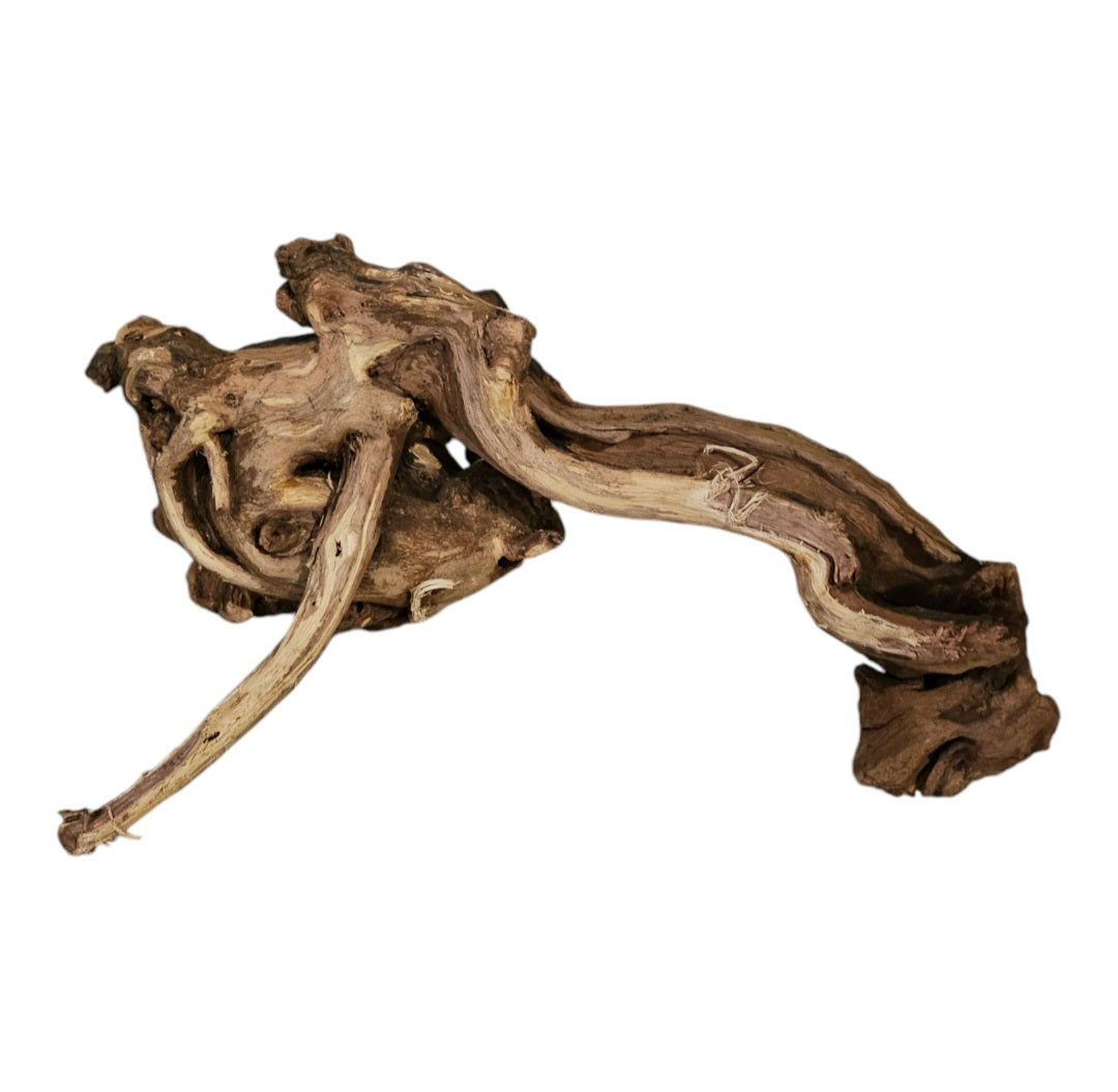 Shenmu Wurzel Nr.723