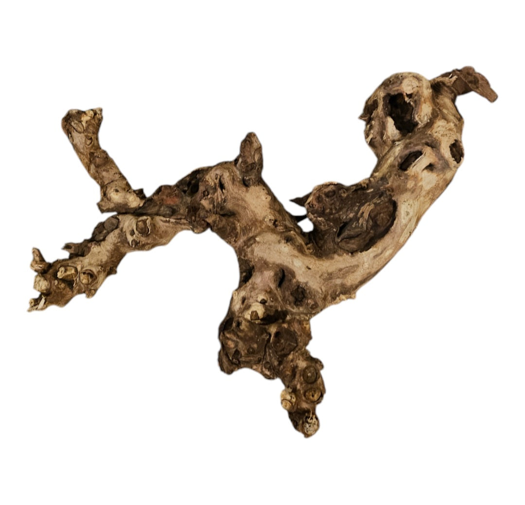 Shenmu Wurzel Nr.726