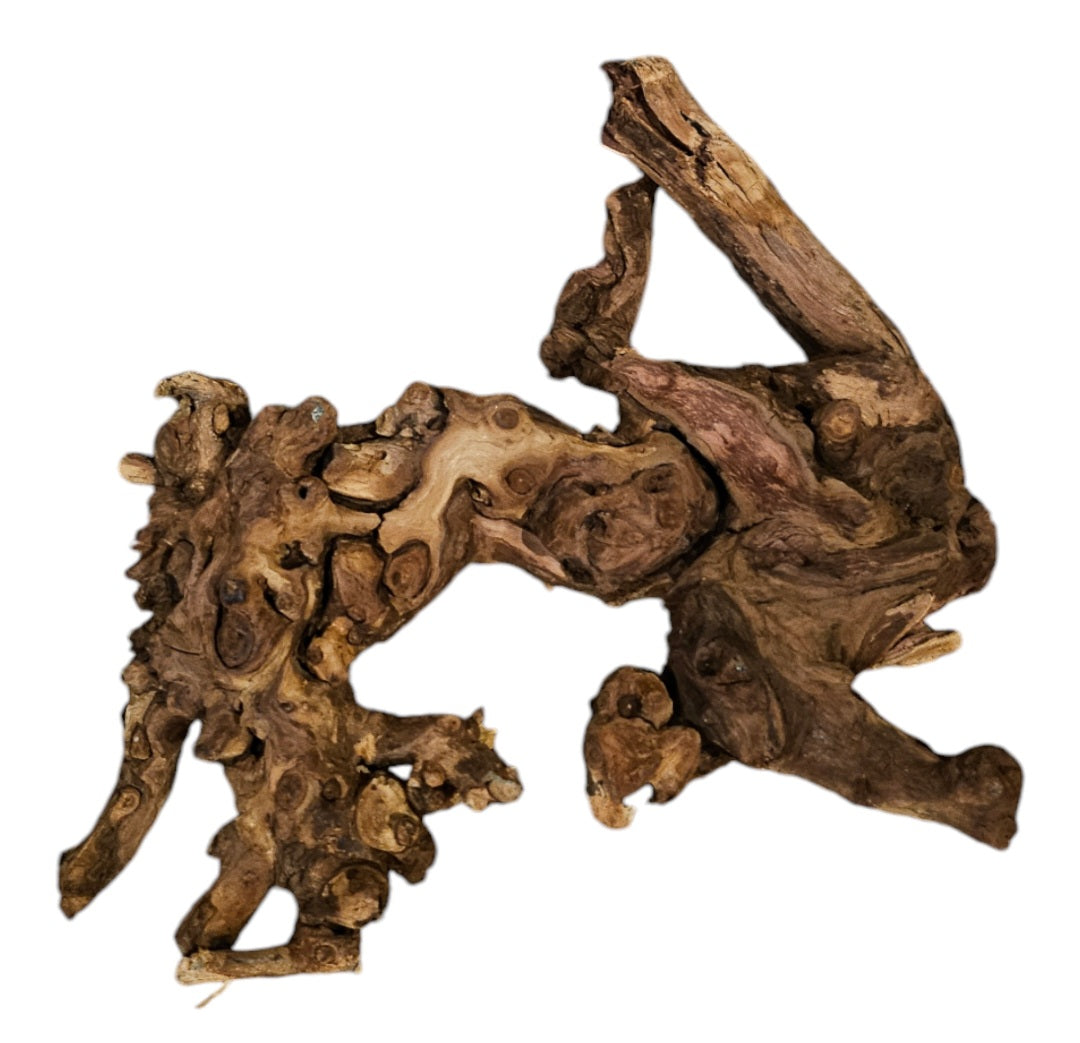 Shenmu Wurzel Nr.728