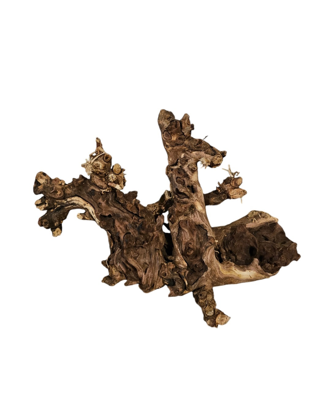 Shenmu Wurzel Nr.730