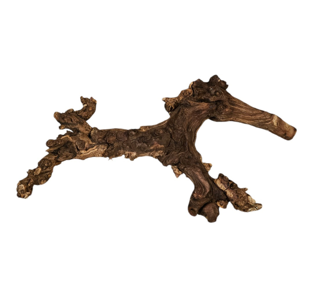 Shenmu Wurzel Nr.733