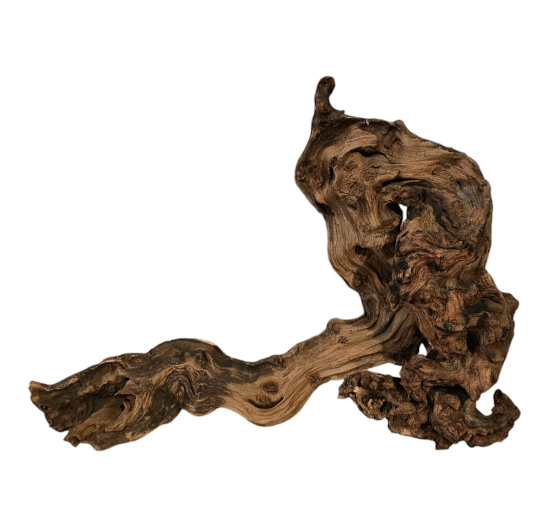 Shenmu Wurzel Nr.734