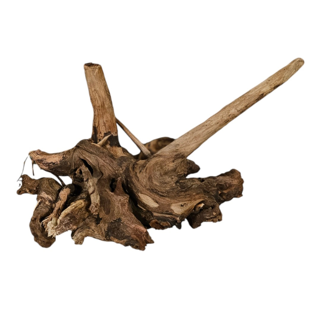 Shenmu Wurzel Nr.736