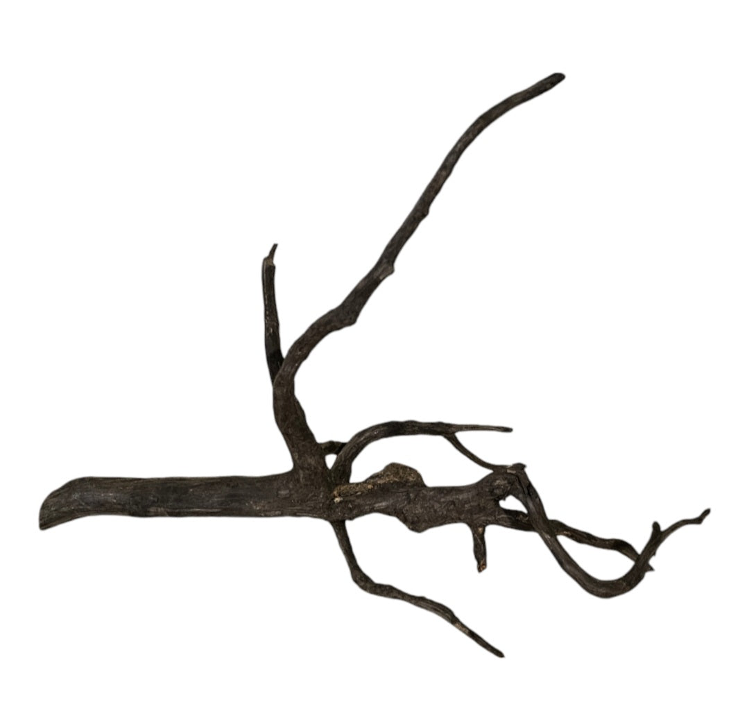 Rasamala Black Scaper Root Nr.748