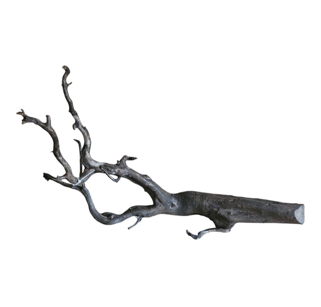 Black Root L Wurzel801