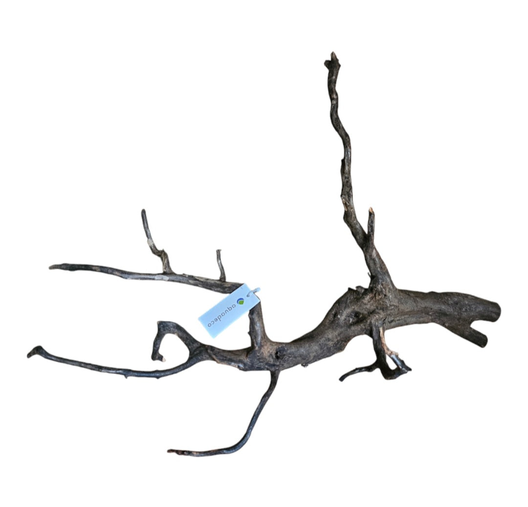 Black Root L Wurzel802