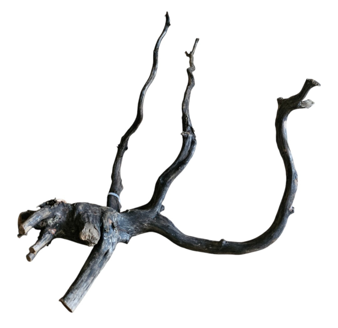 Black Root M Wurzel283