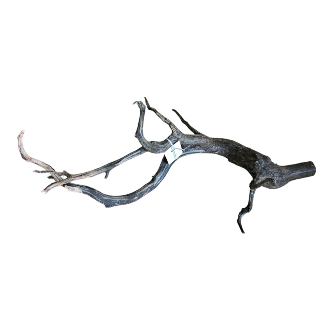 Black Root M Wurzel288