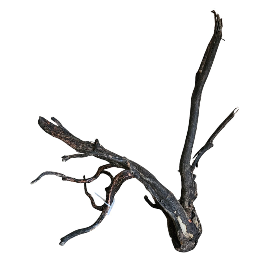 Black Root M Wurzel317