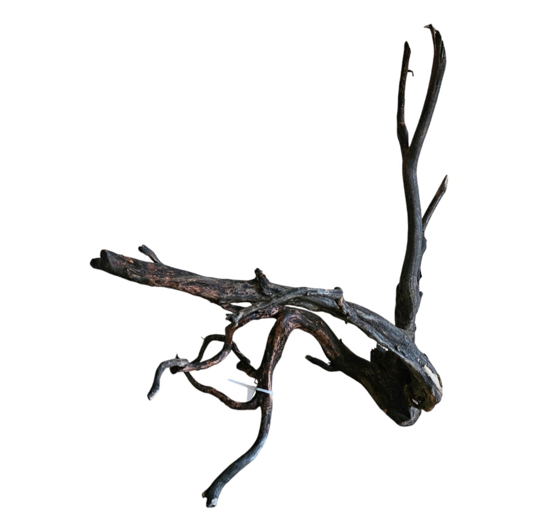 Black Root M Wurzel317