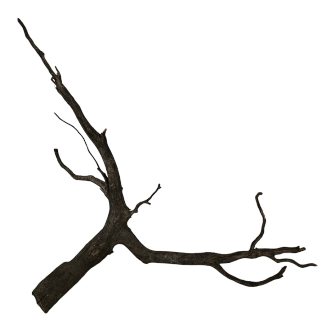 Rasamala Black Scaper Root Nr.755