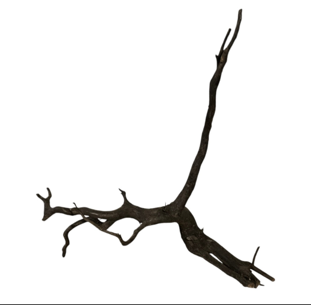 Rasamala Black Scaper Root Nr.758