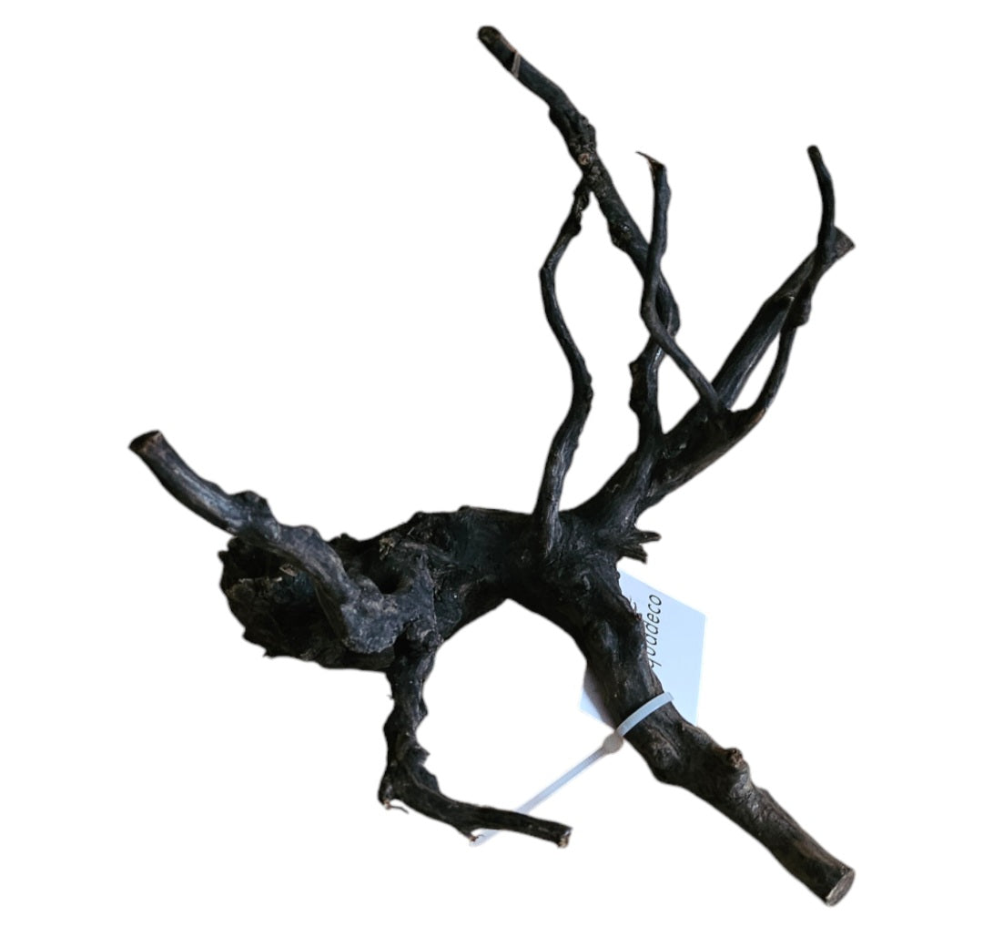 Black Root S Wurzel457