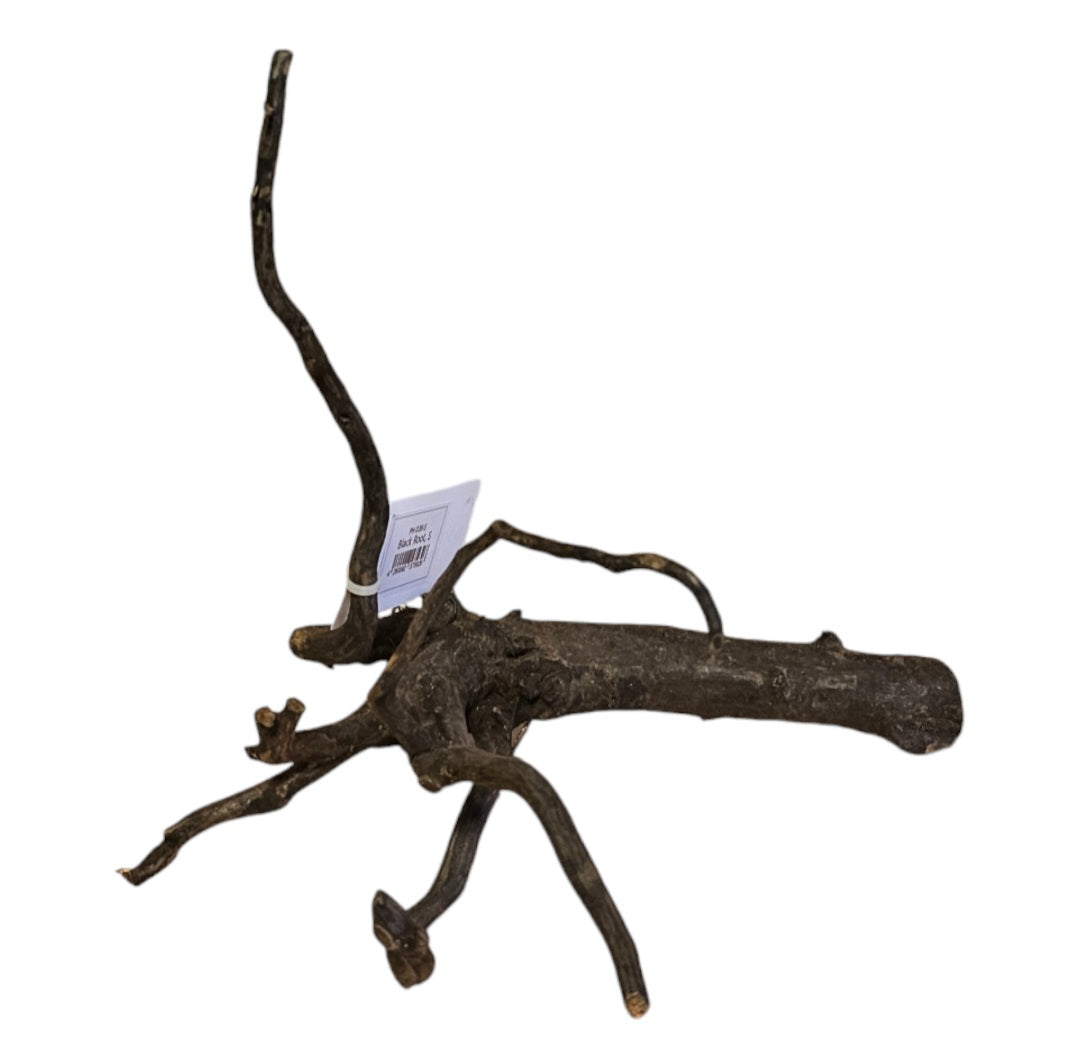 Black Root S Wurzel773