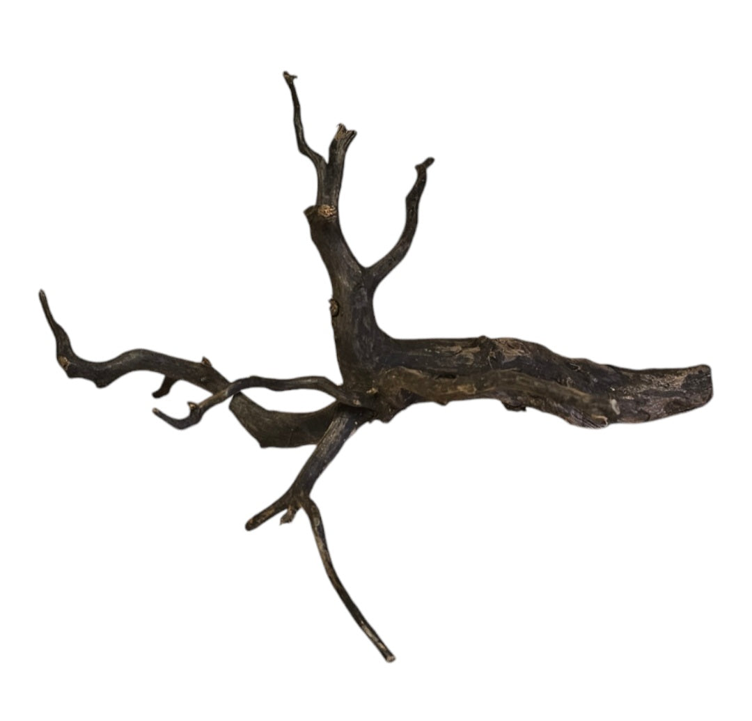 Black Root S Wurzel462
