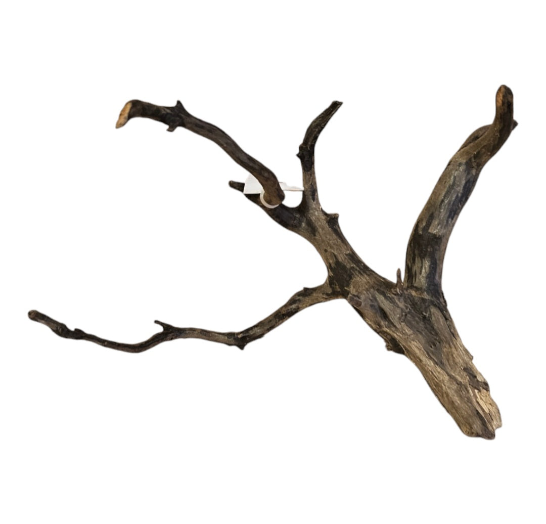 Black Root S Wurzel463