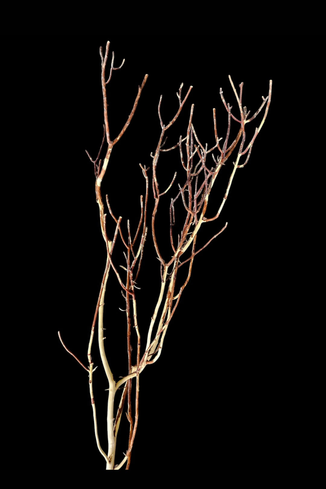 Ghost Wood L Nr.787