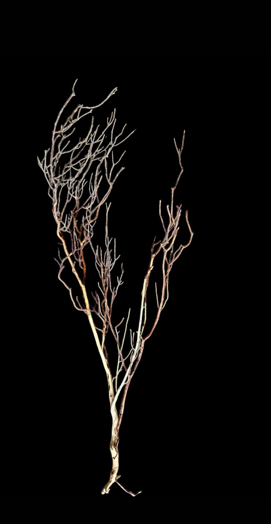 Ghost Wood L Nr.788