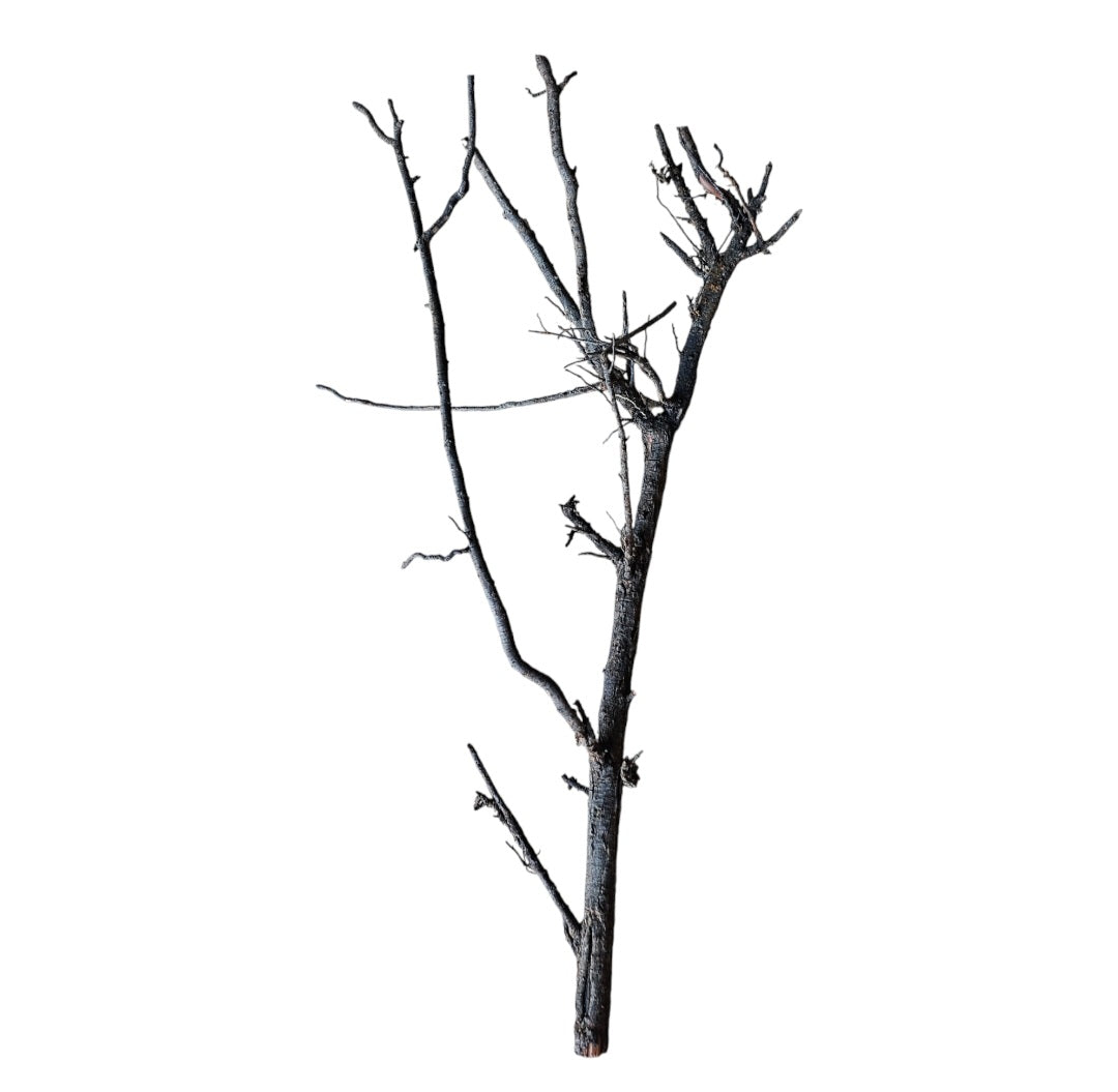 Shadow Wood Nr.796