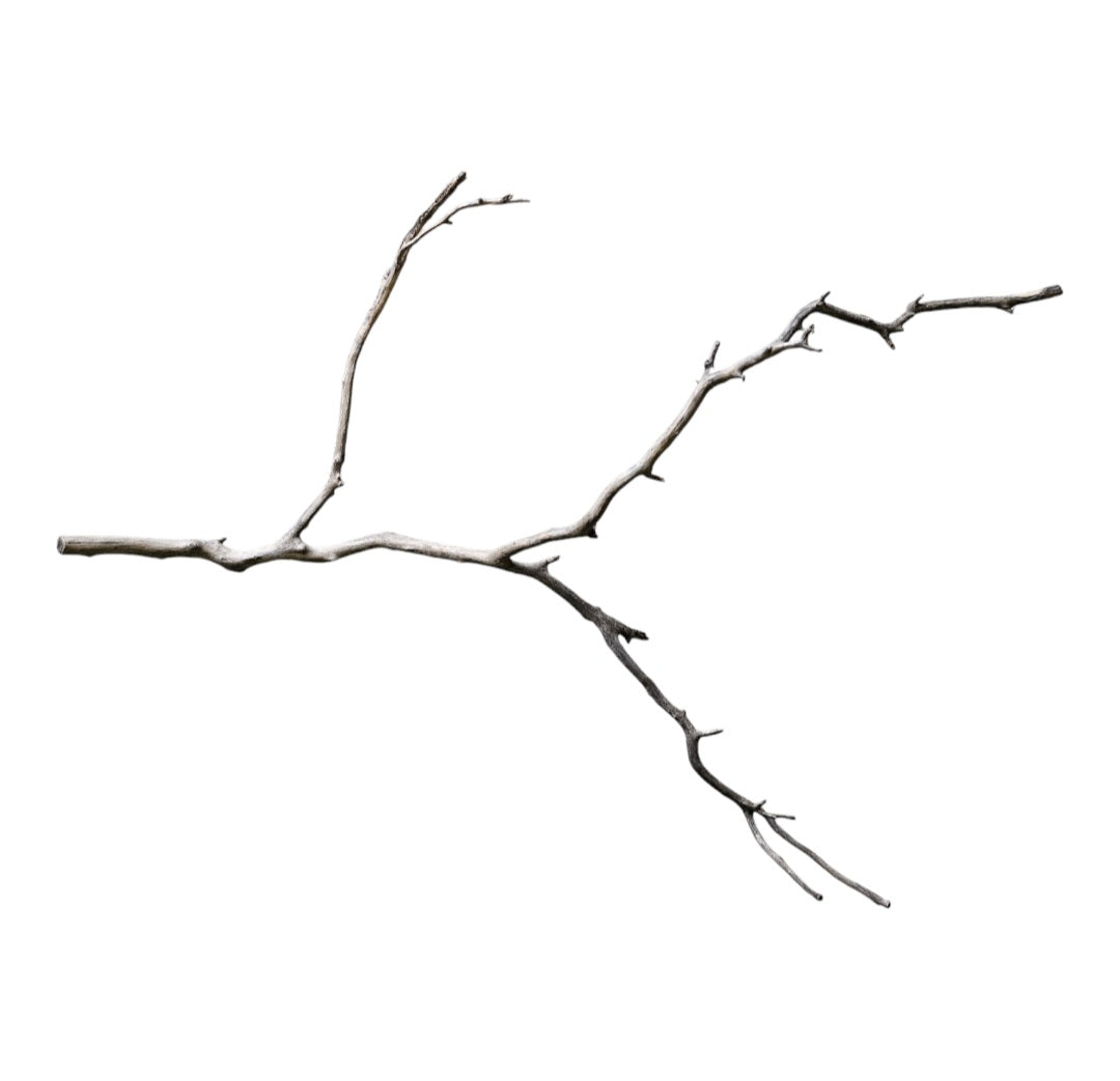 Octopus Wood Nr. 807