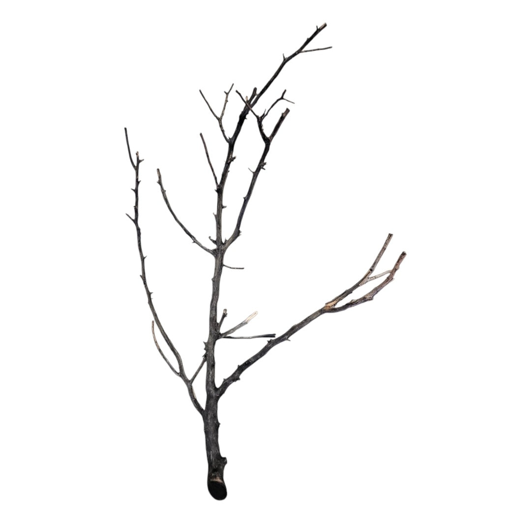 Octopus Wood Nr. 814