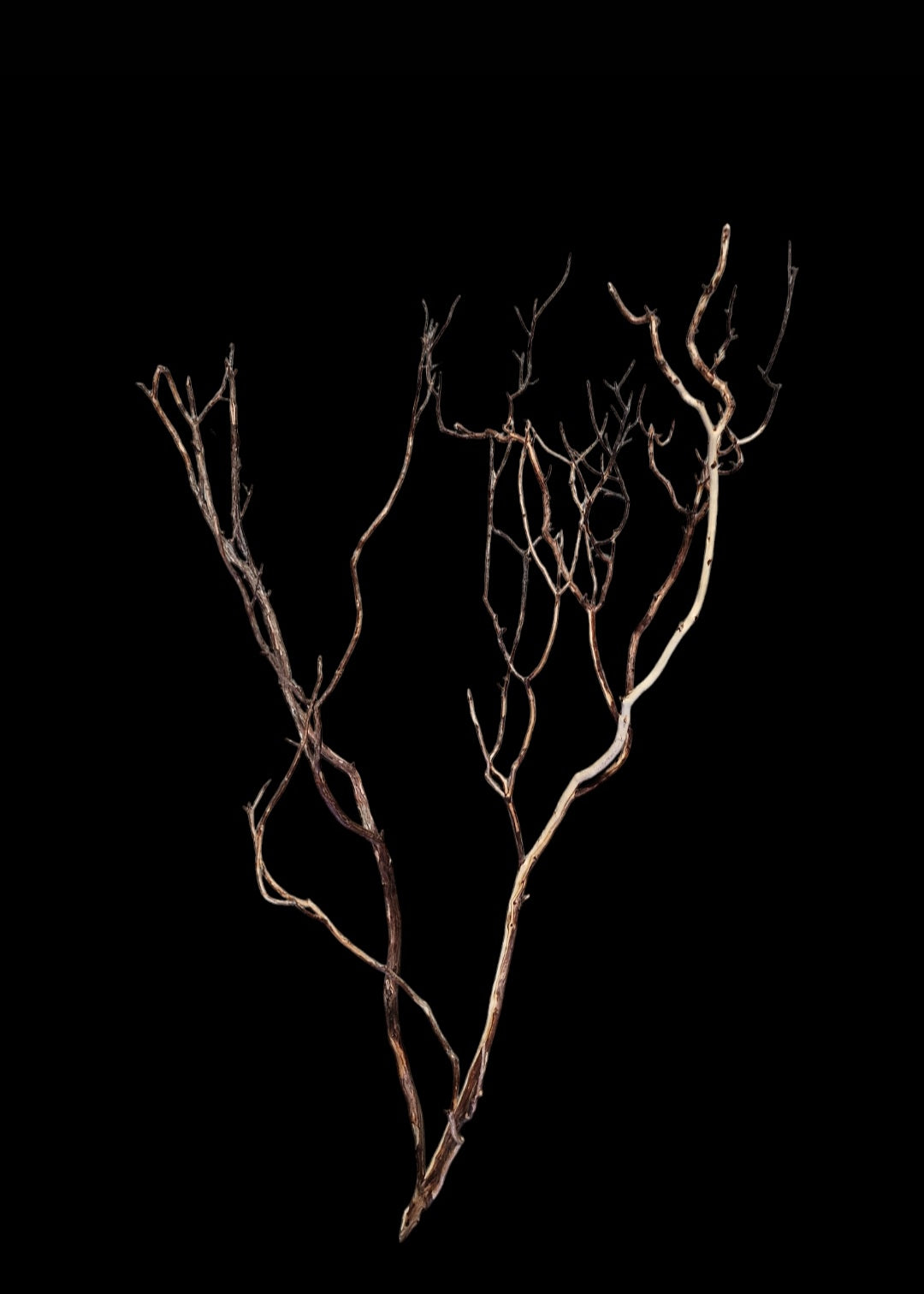 Ghost Wood XL Nr.780