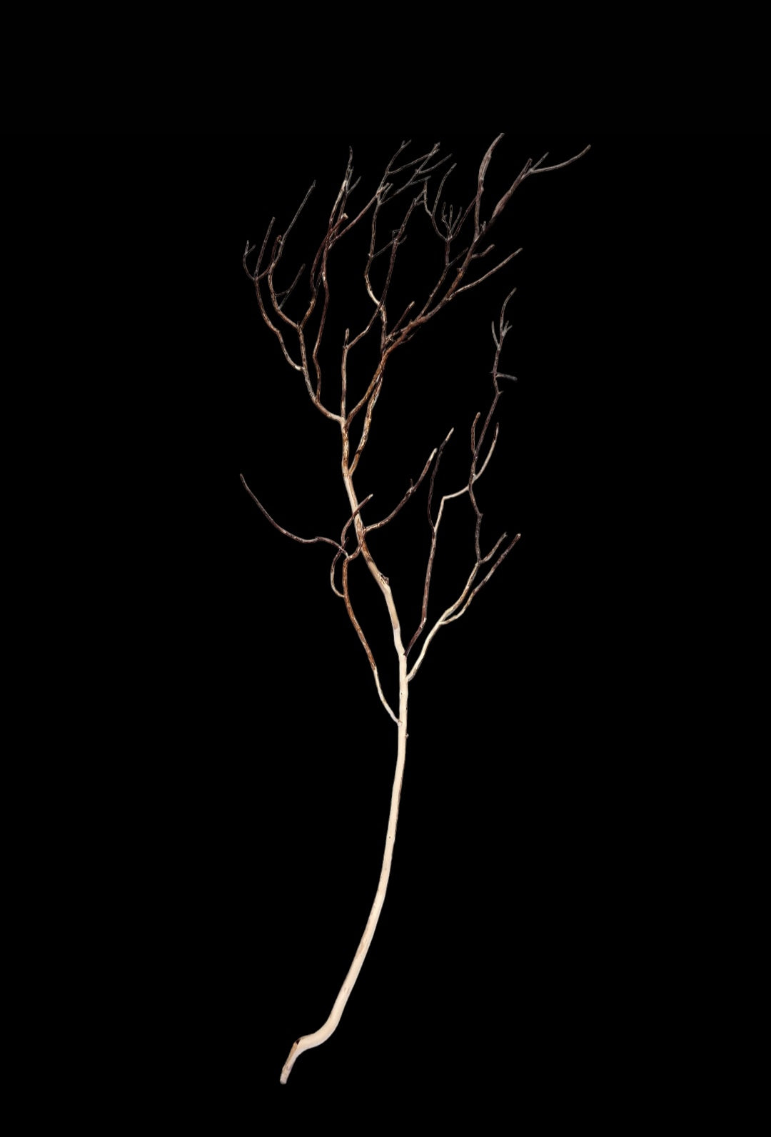 Ghost Wood L Nr.781