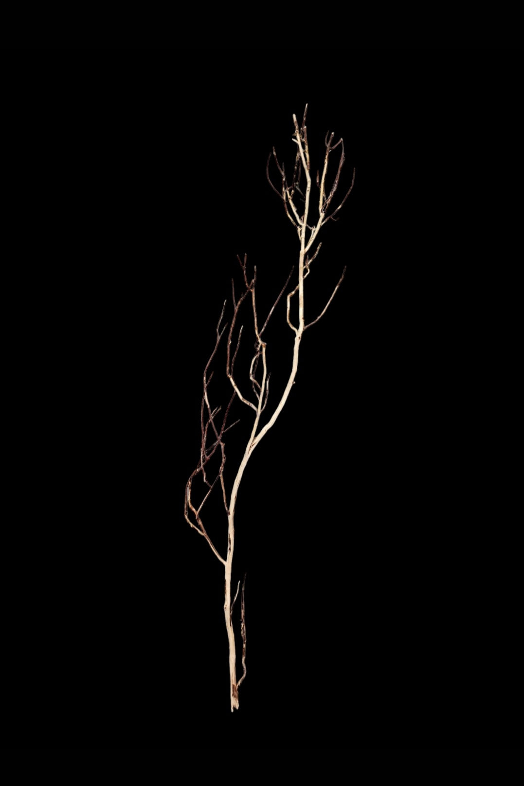 Ghost Wood L Nr.783