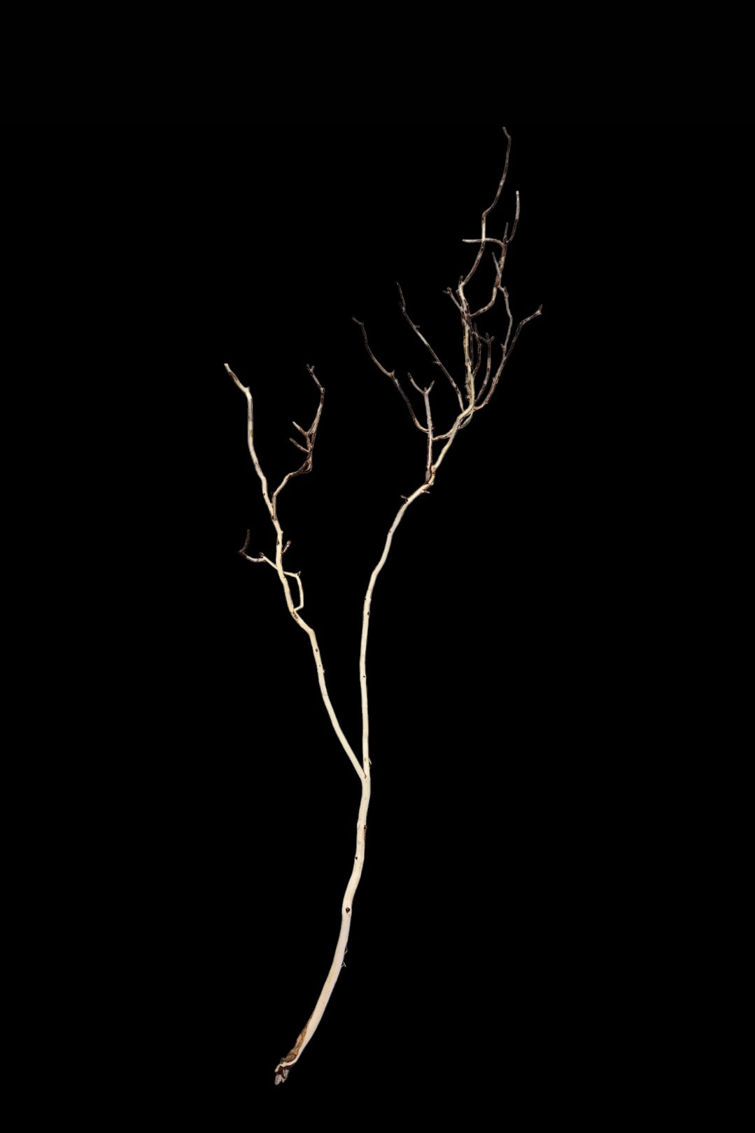 Ghost Wood L Nr.785
