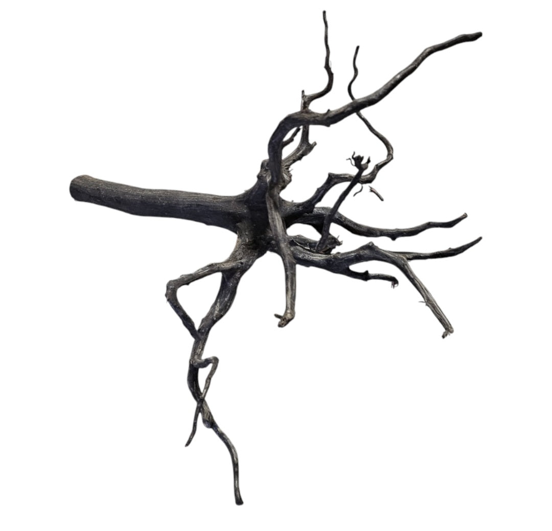 Rasamala Black Scaper Root Nr.768