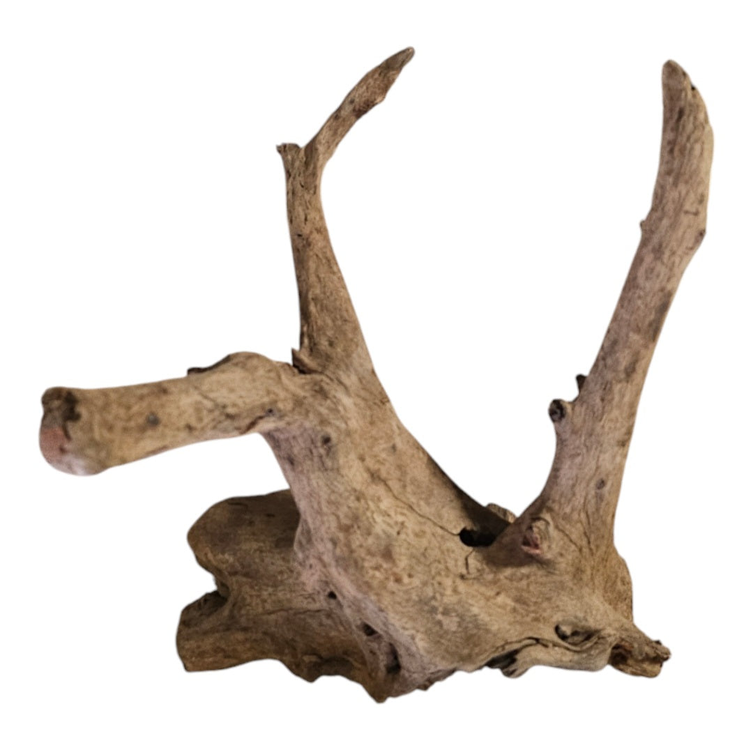 Corbo Wurzel small Nr.166