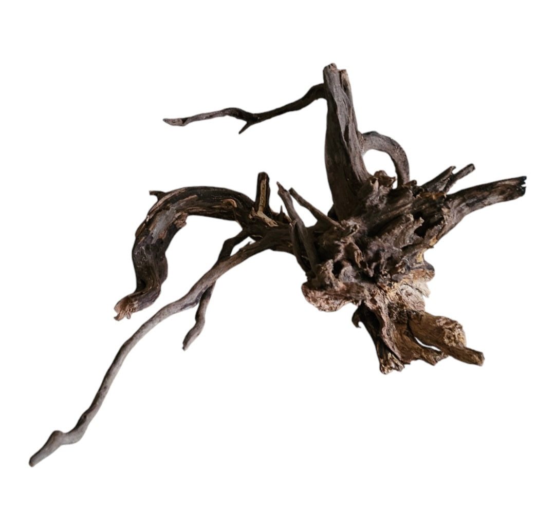 Coral Sinker Wood Nr.553