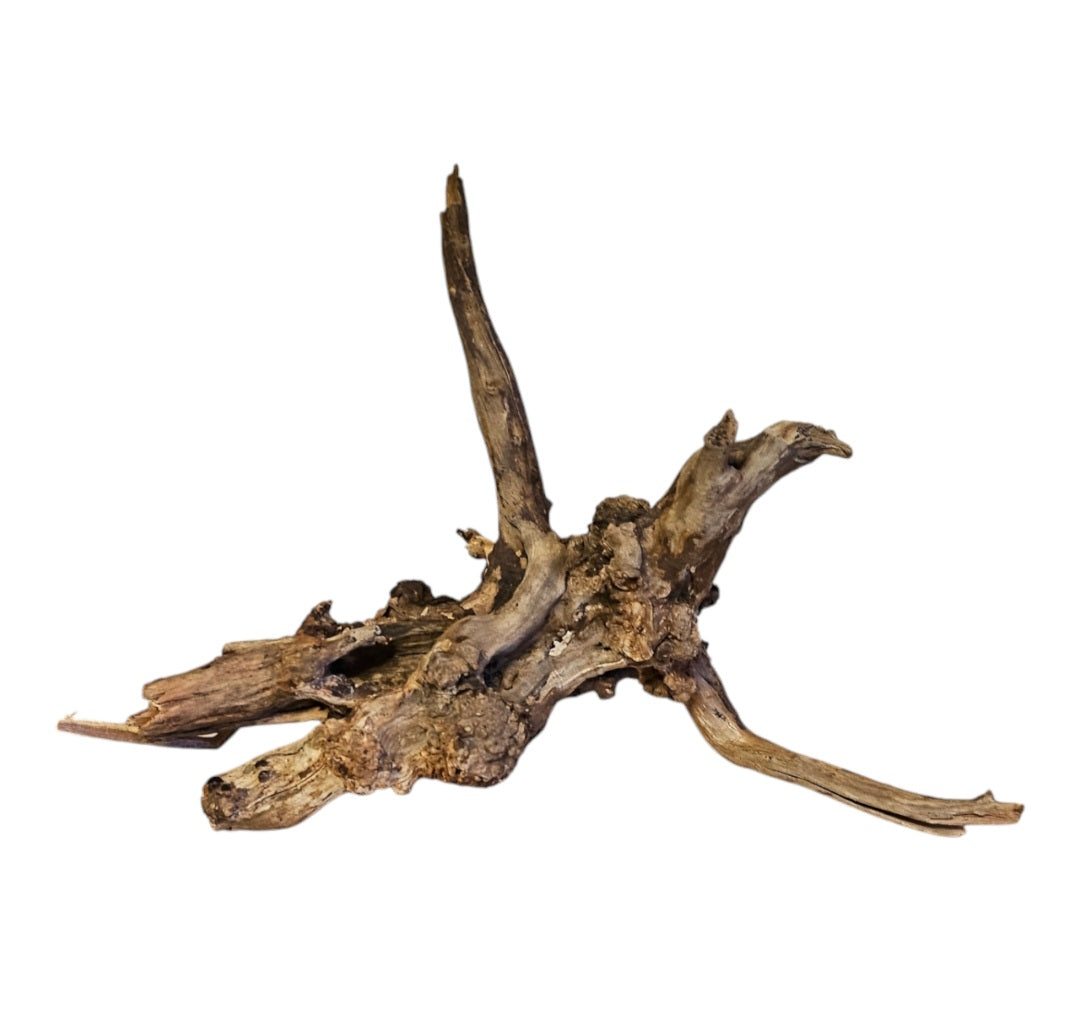Coral Sinker Wood Nr.559