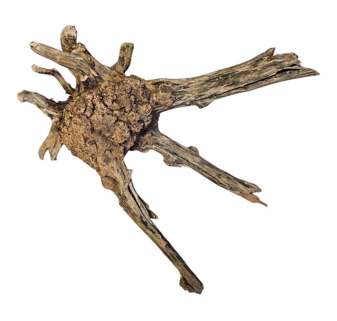 Coral Sinker Wood Nr.560