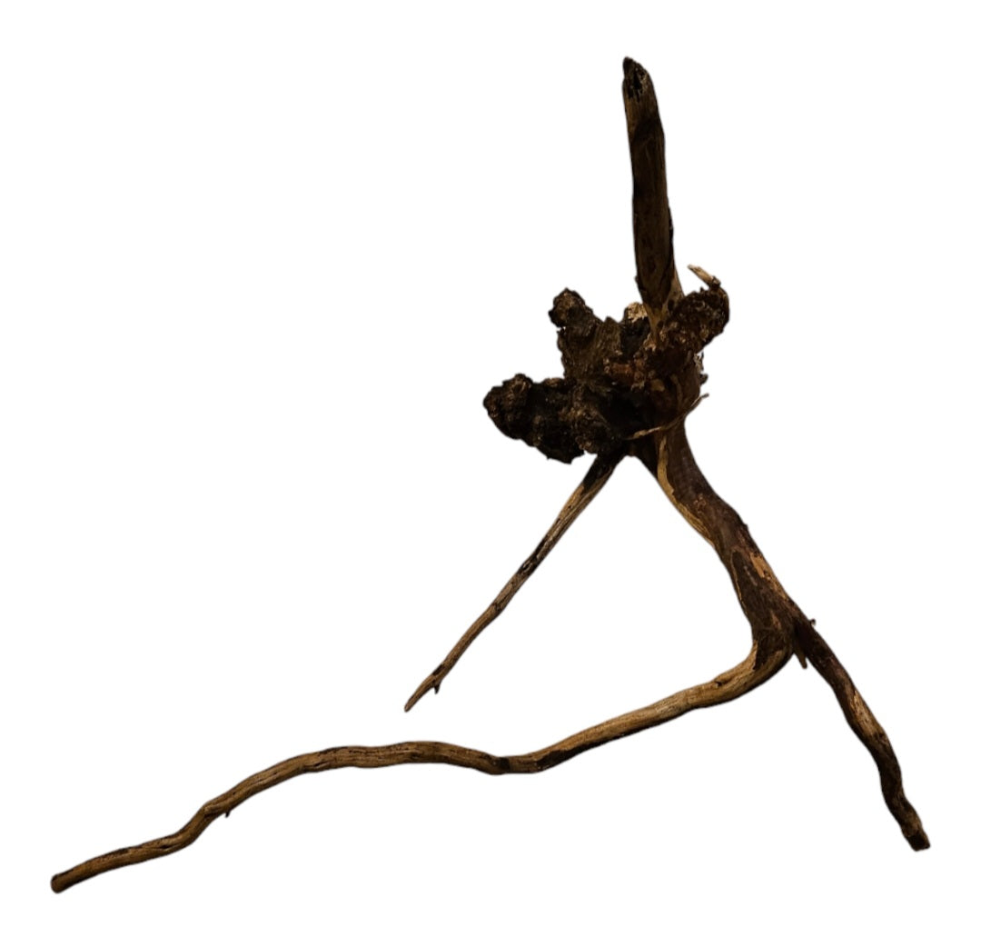 Coral Sinker Wood Nr.634