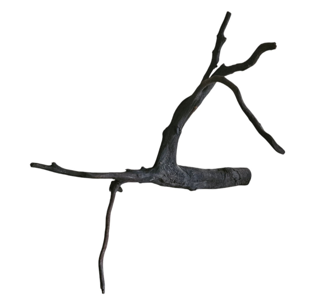 Rasamala Black Scaper Root Nr.741