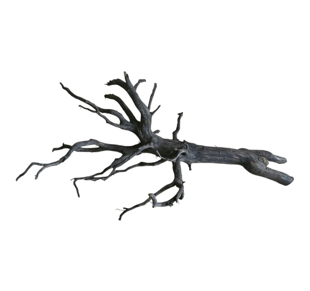 Rasamala Black Scaper Root Nr.742