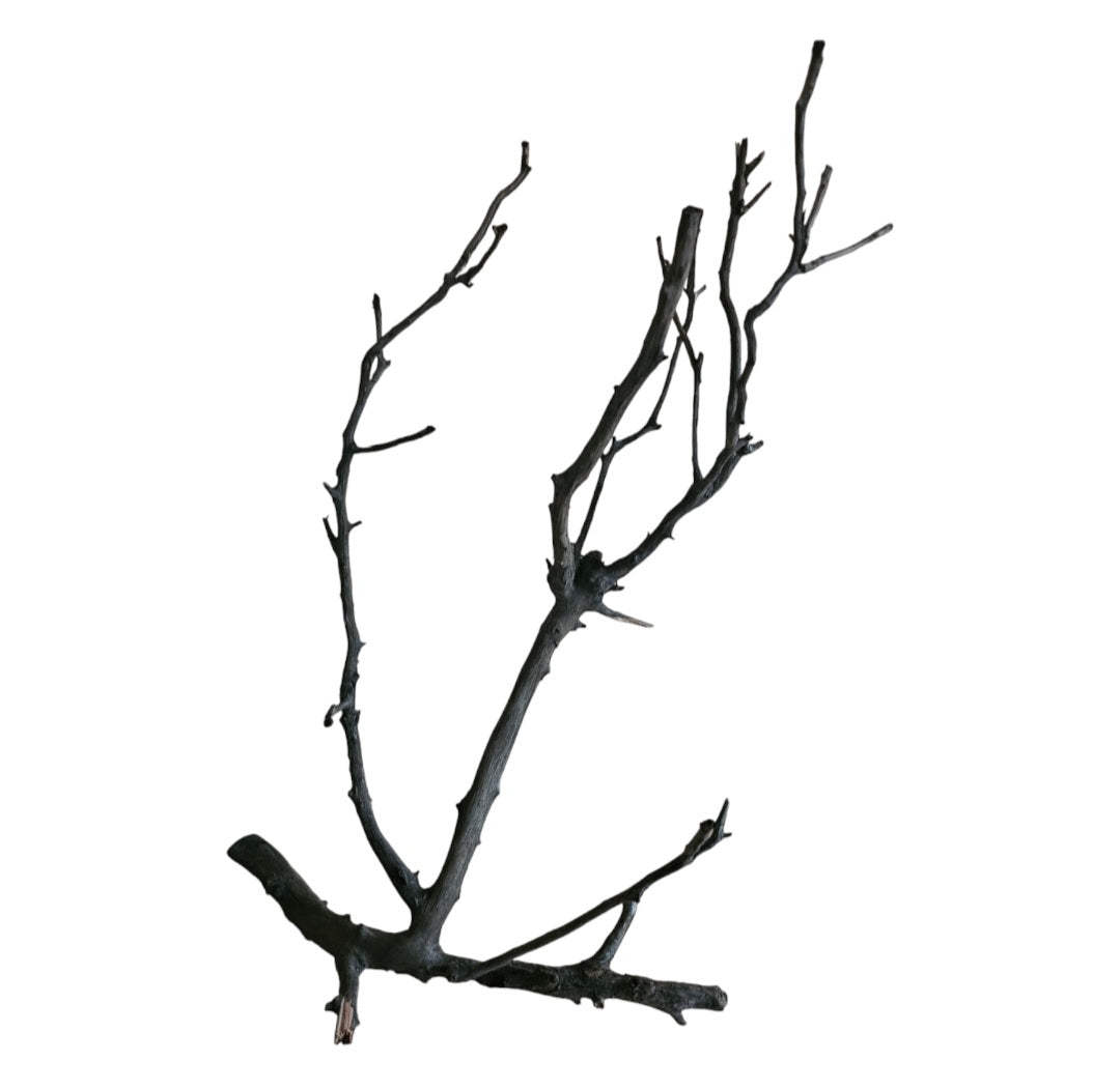 Rasamala Black Scaper Root Nr.743