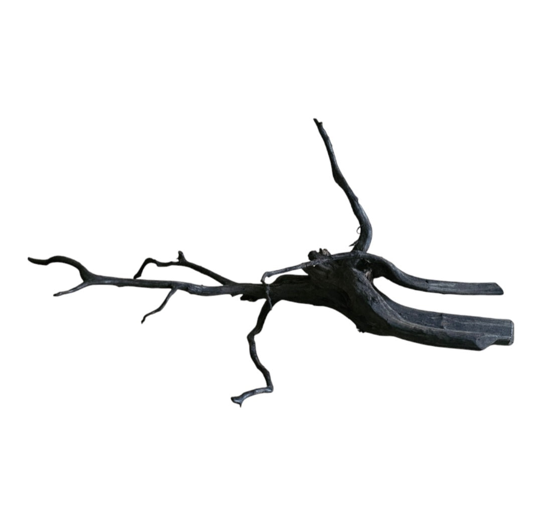 Rasamala Black Scaper Root Nr.750