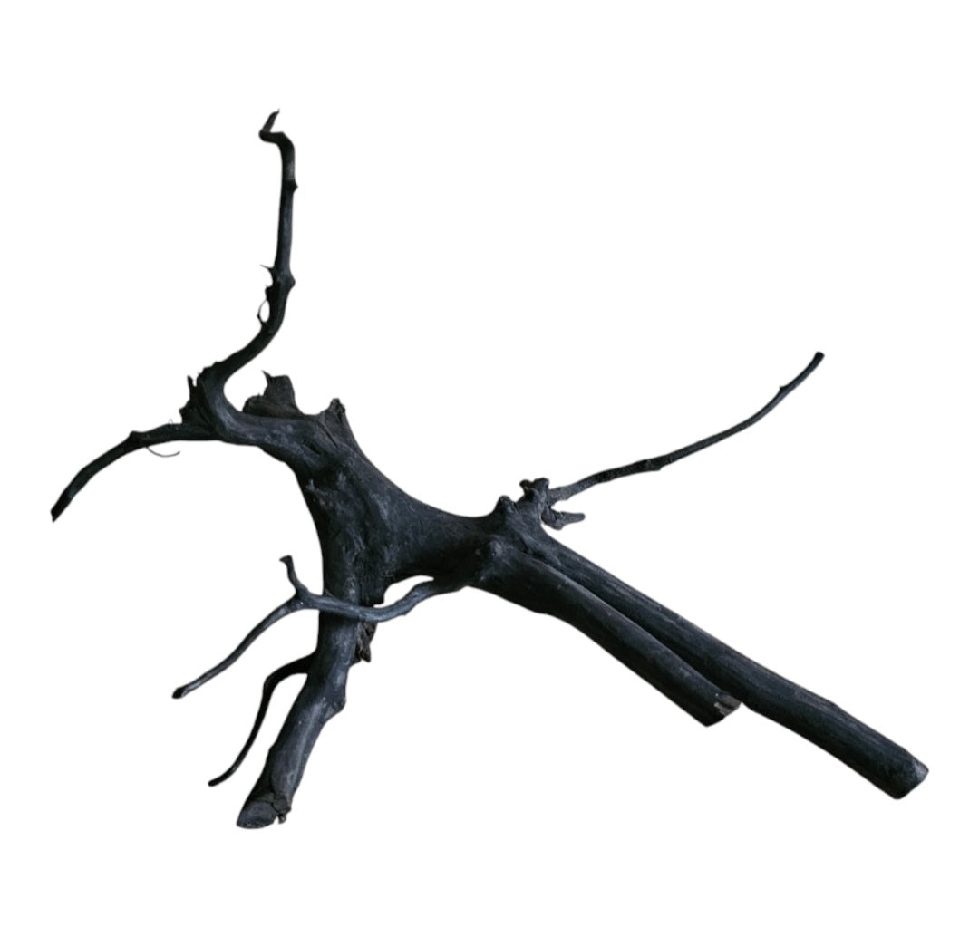 Rasamala Black Scaper Root Nr.754